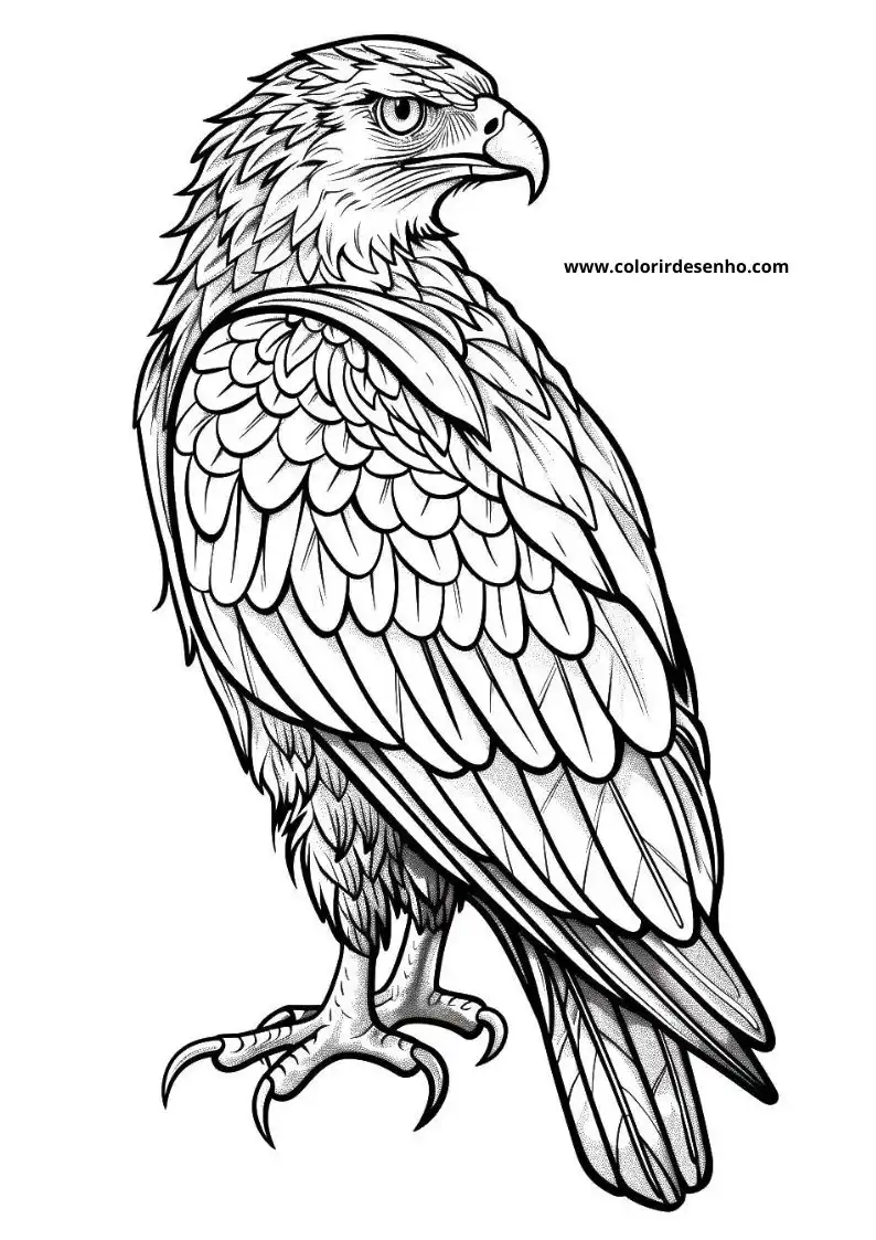 Hawk Coloring Page Outline 1