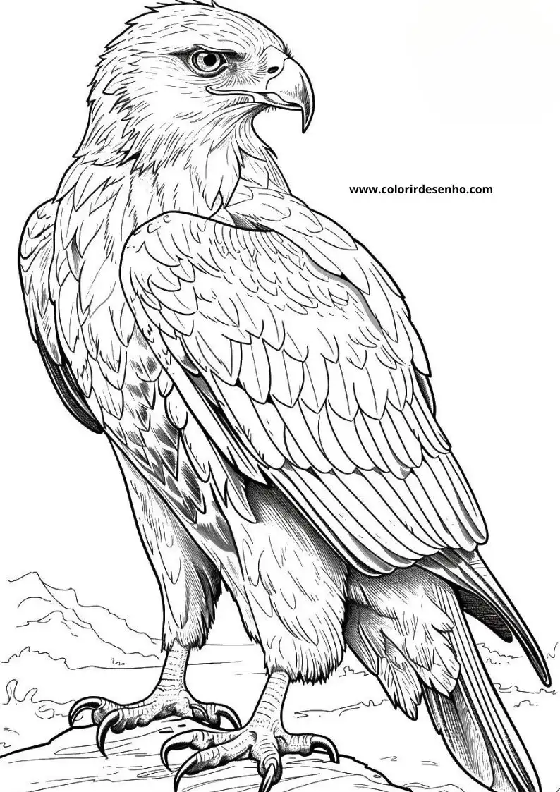 Hawk Coloring Page Outline 3