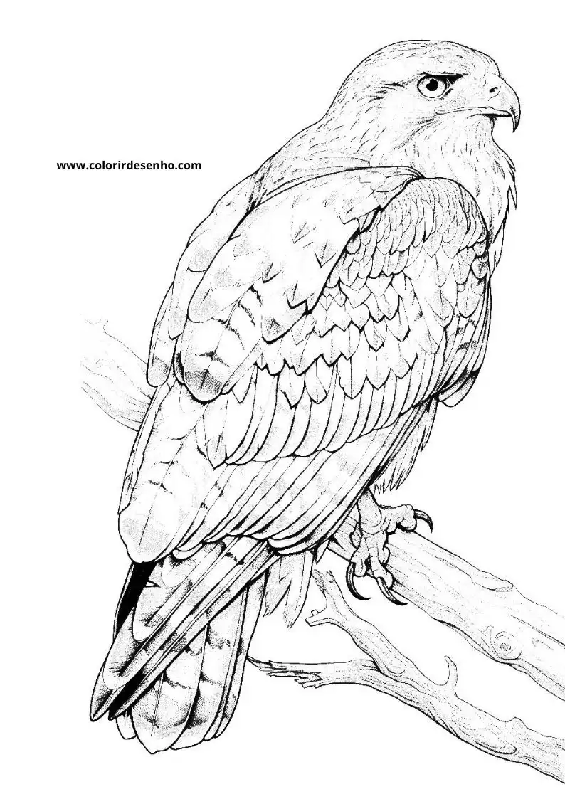 Hawk Coloring Page Outline 4