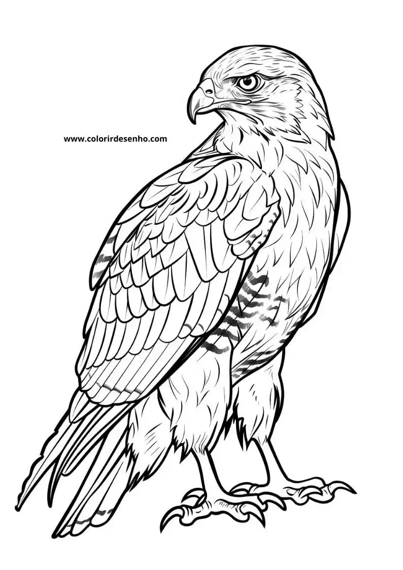 Hawk Coloring Pages 11