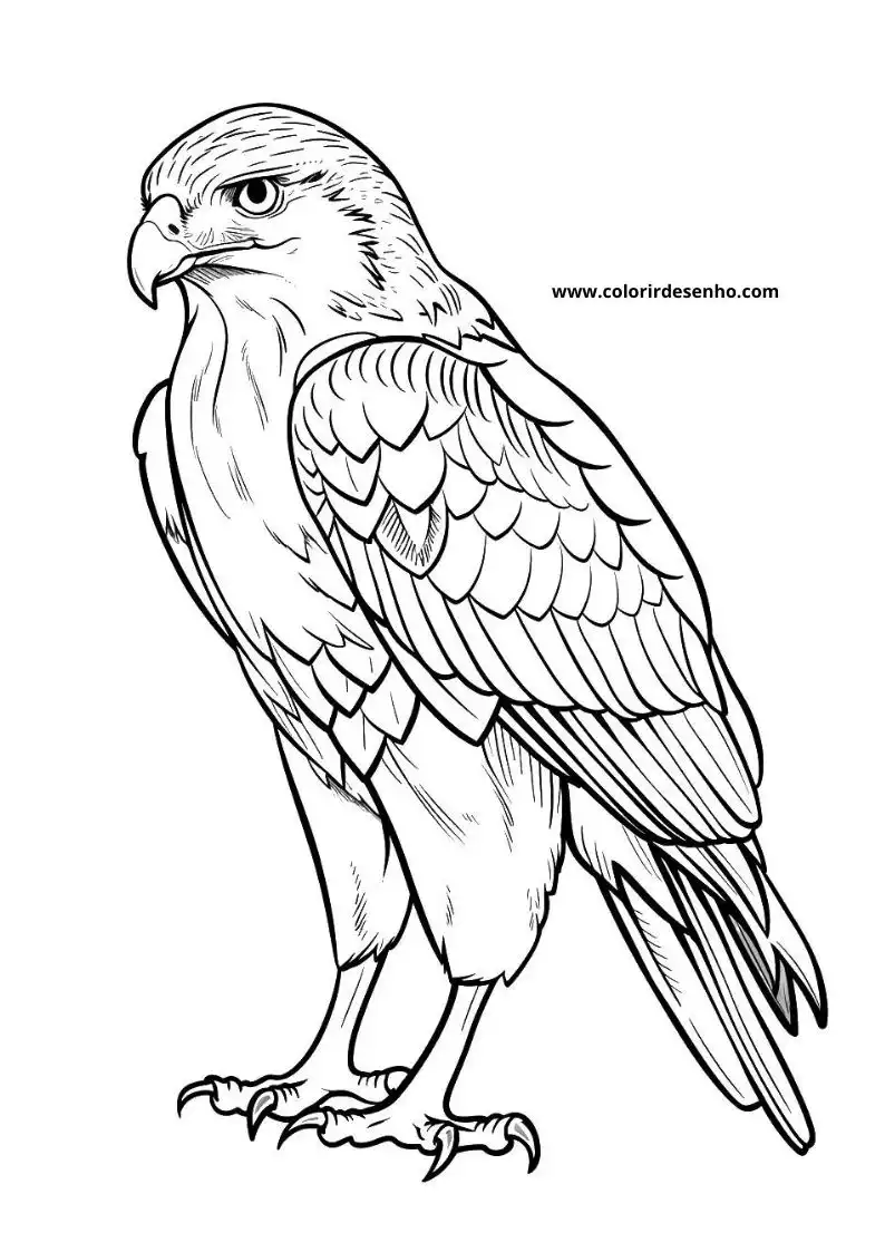 Hawk Coloring Pages 9