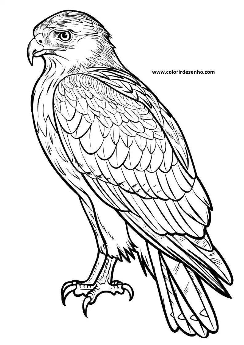 Hawk Coloring Pages For Kids And Adults 5