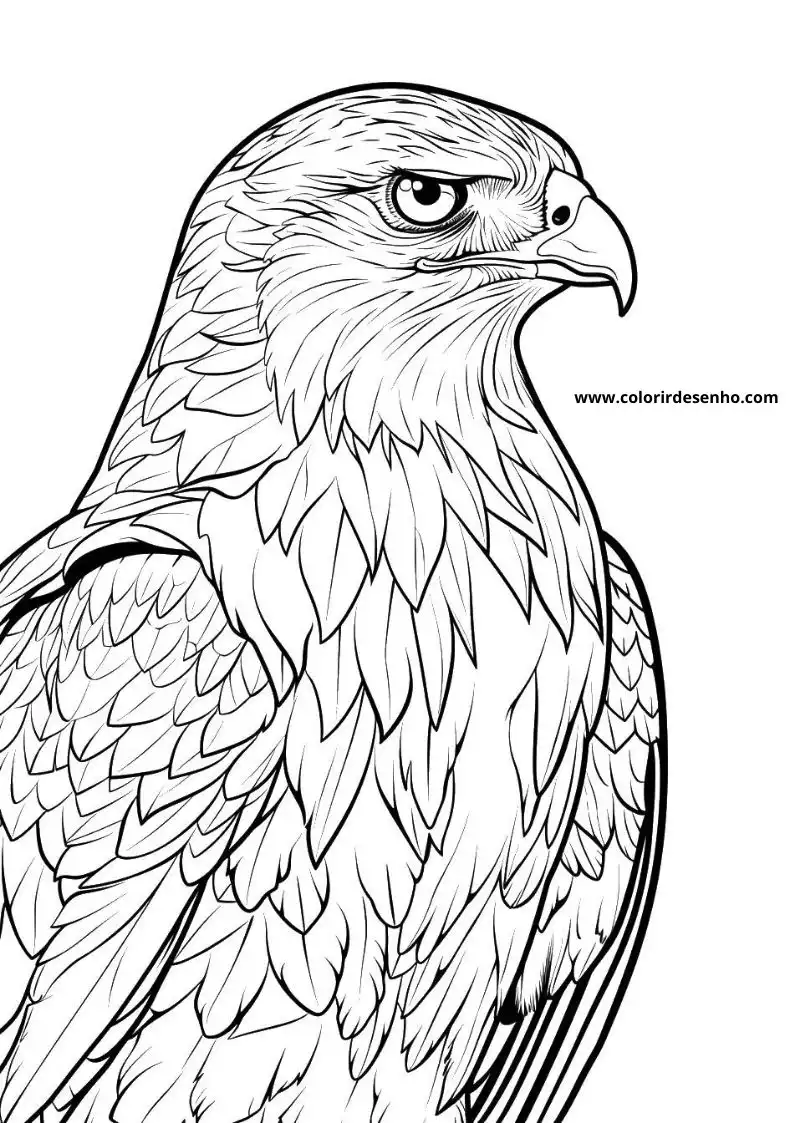 Hawk Coloring Sheet 1