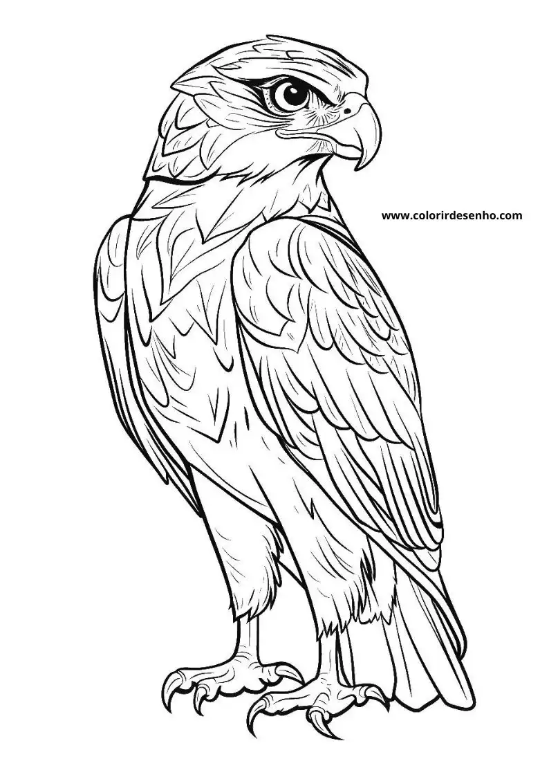 Hawk Coloring Sheet 3
