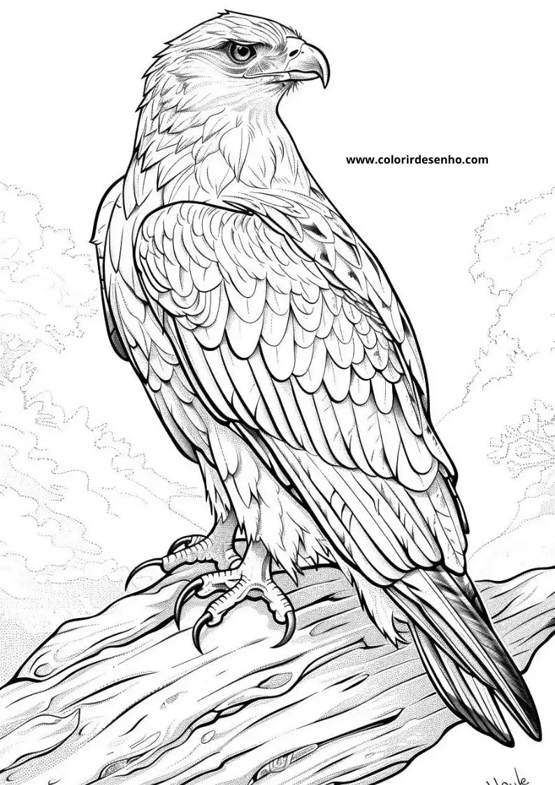 Hawk Coloring Sheet 7