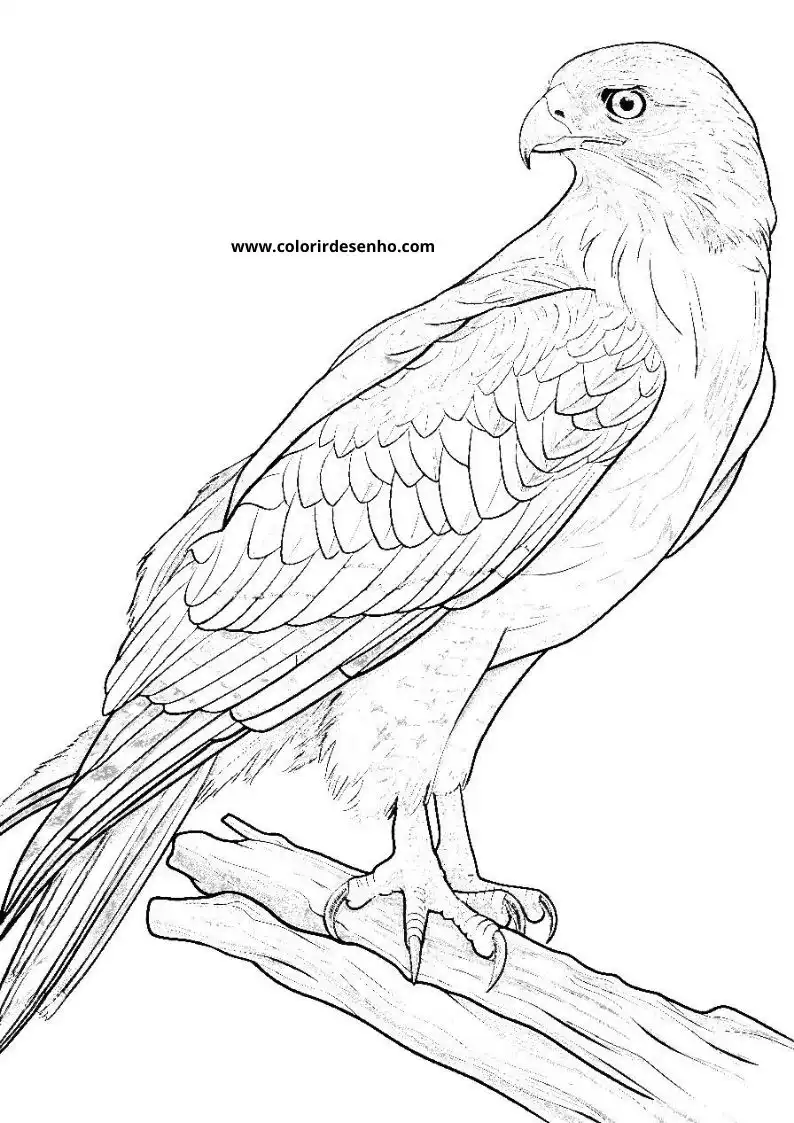 Hawk Drawing For Kids To Color 1