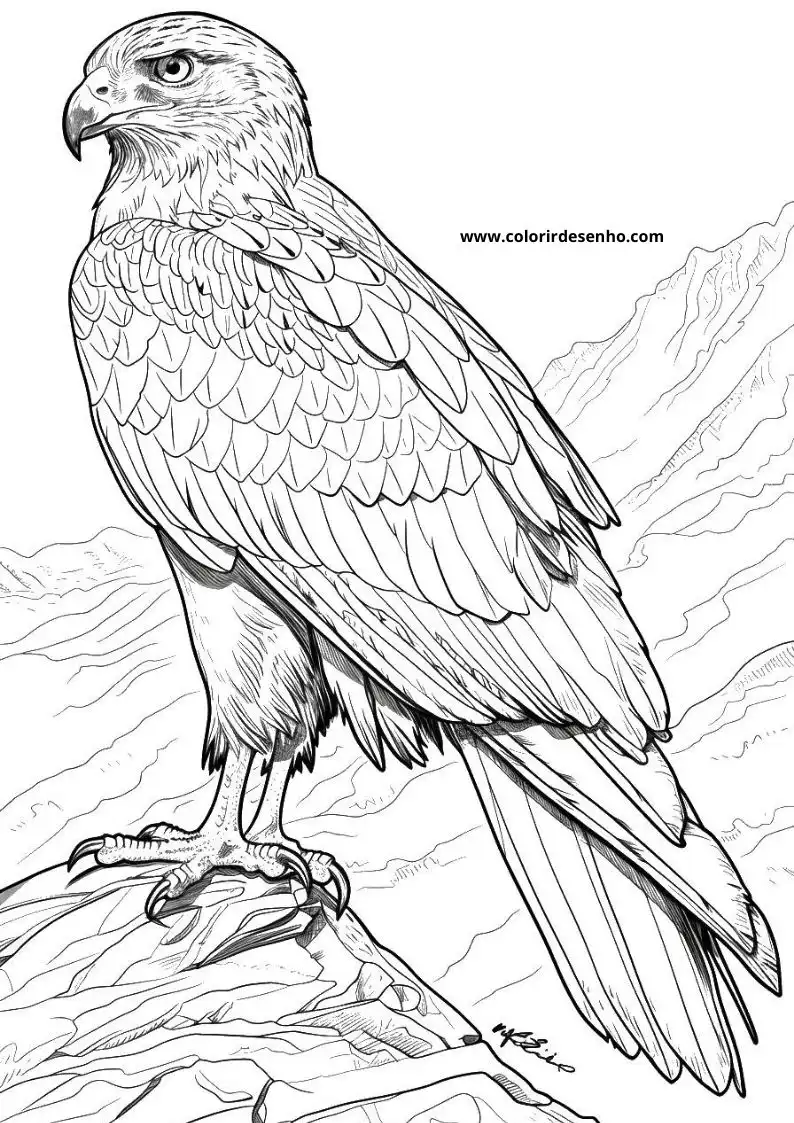 Hawk Drawing For Kids To Color 2