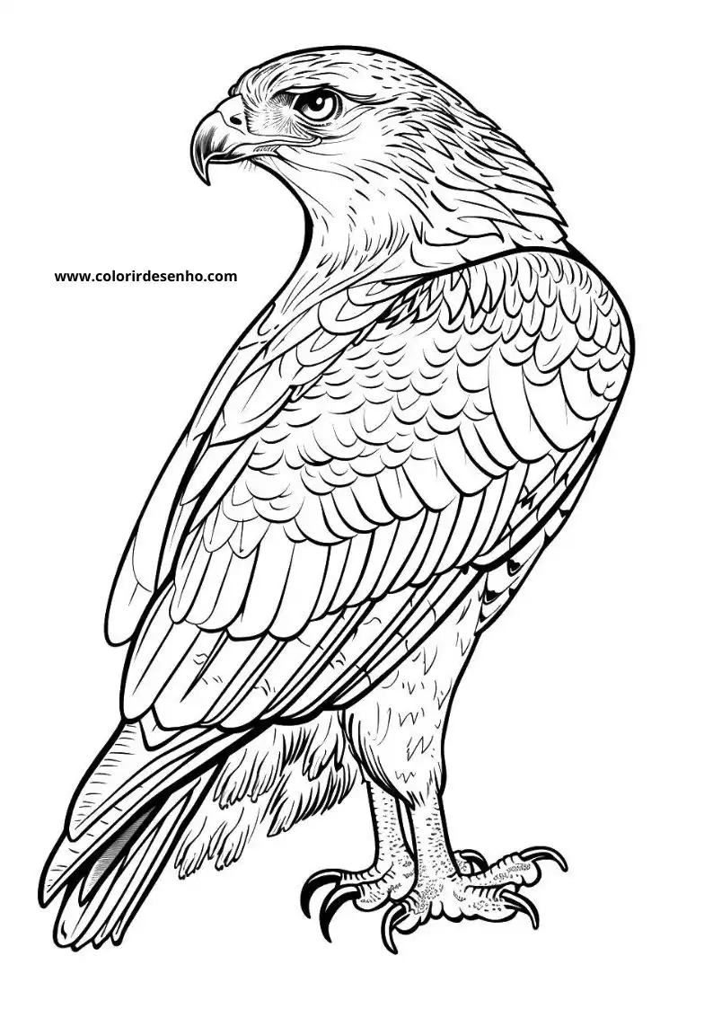 Hawk Drawing For Kids To Color 5