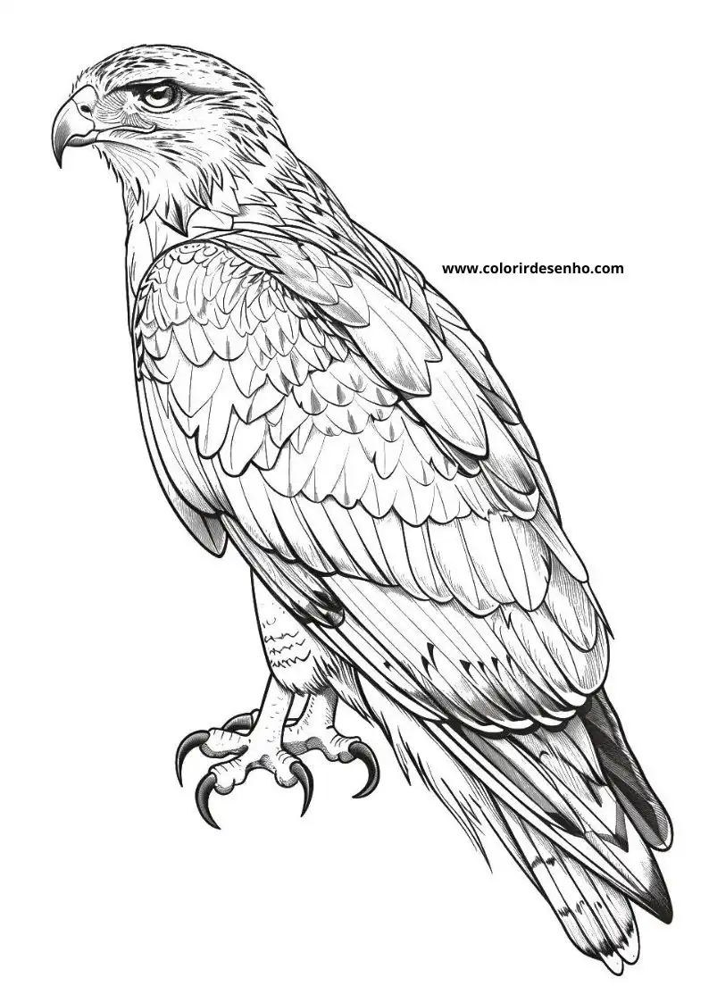 Hawk Drawing For Kids To Color 6