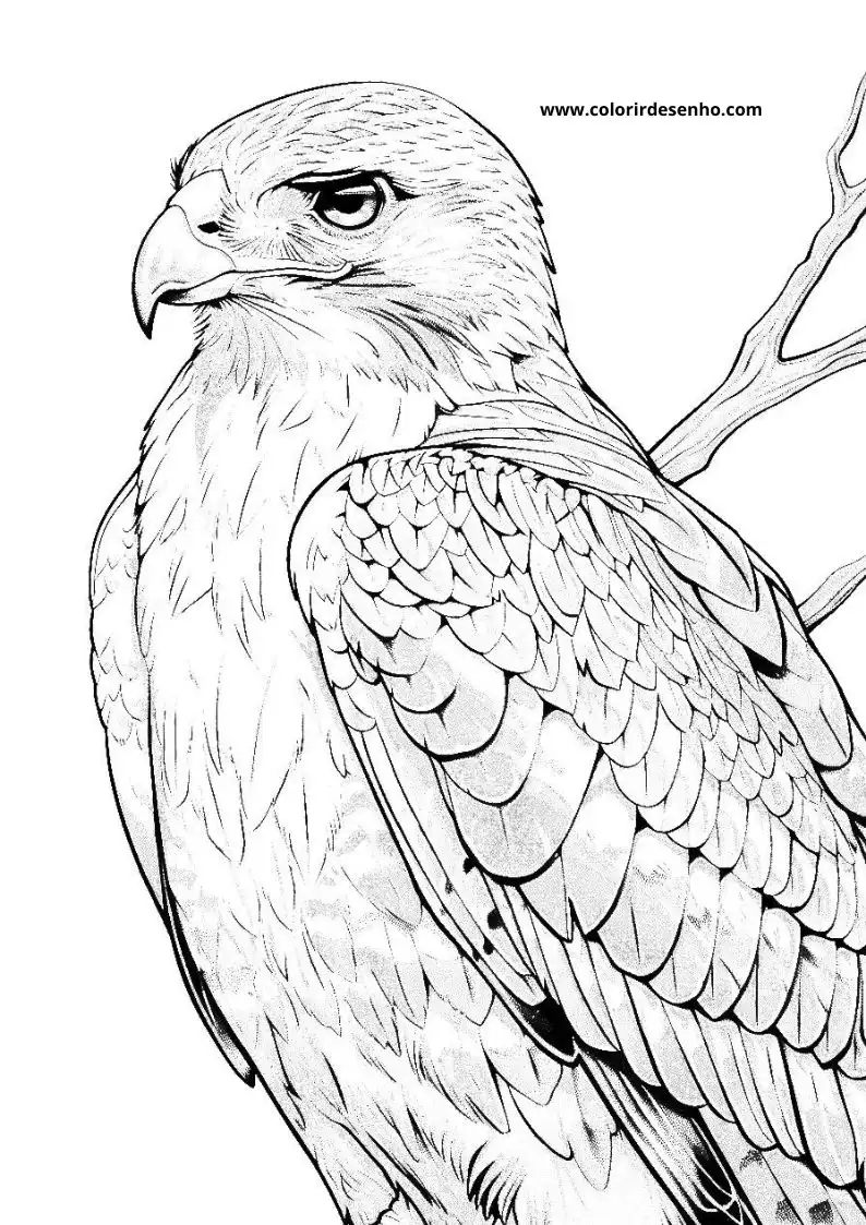 Hawk Free Printable Coloring Pages 1