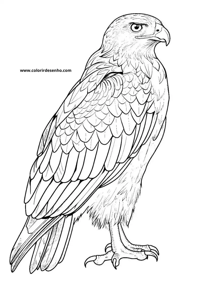 Hawk Free Printable Coloring Pages 3