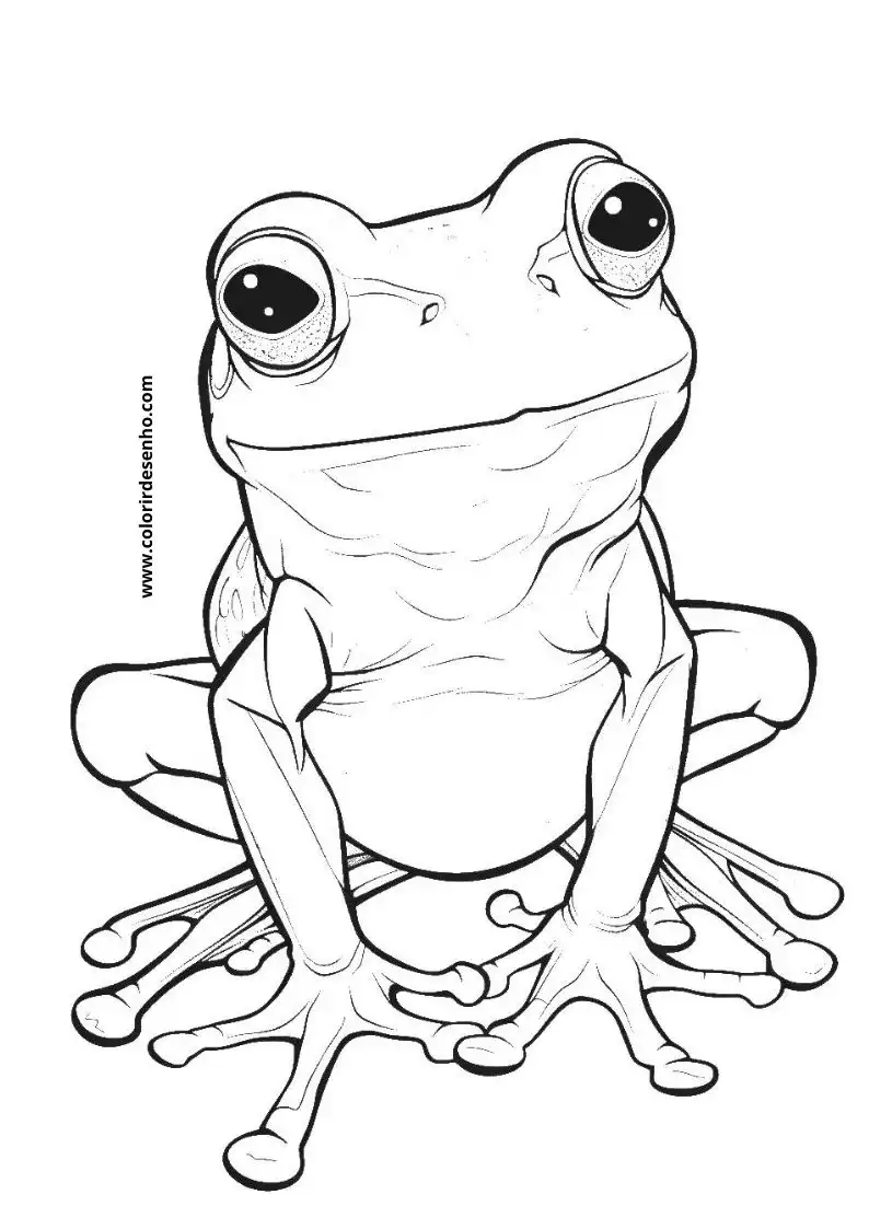 Printable Frog Coloring Pages 1