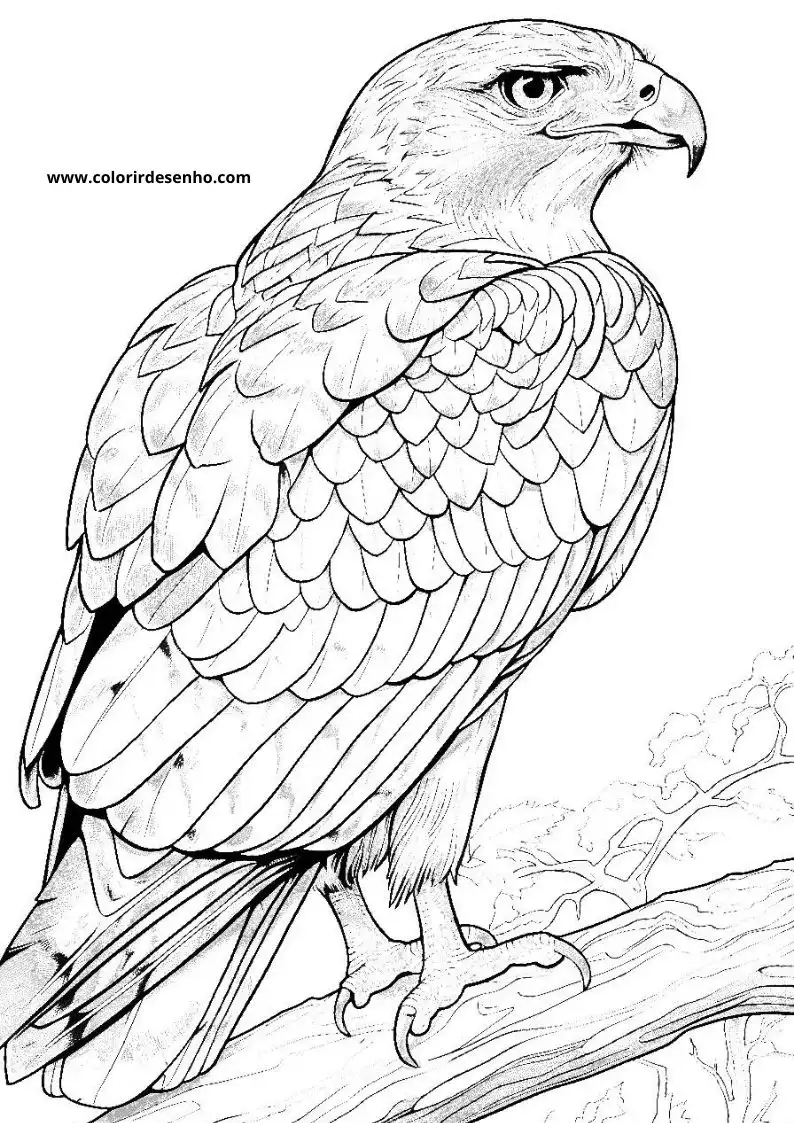 Printable Hawk Coloring Pages 1