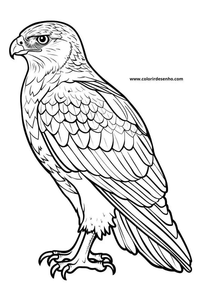 Printable Hawk Coloring Pages 10