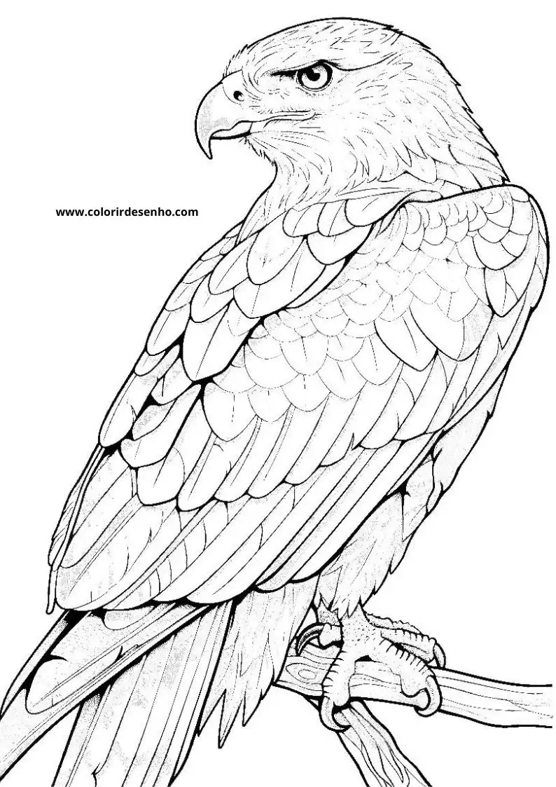 Printable Hawk Coloring Pages 4