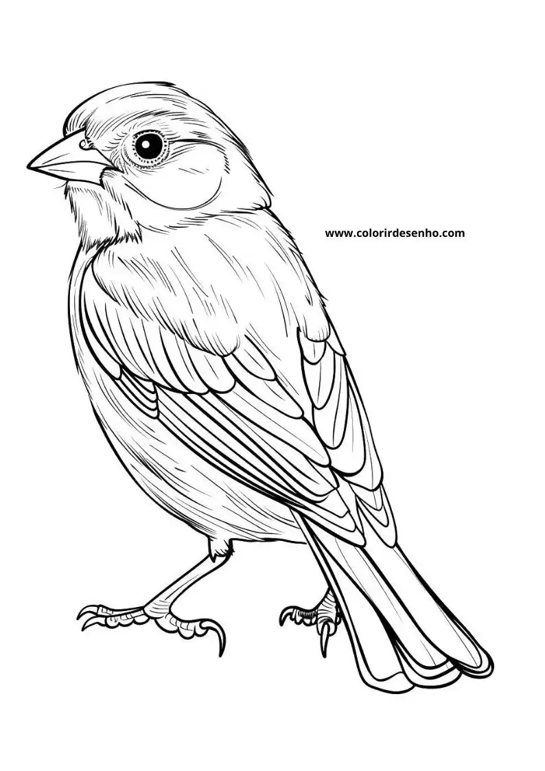 Realistic Bird Coloring Pages 1