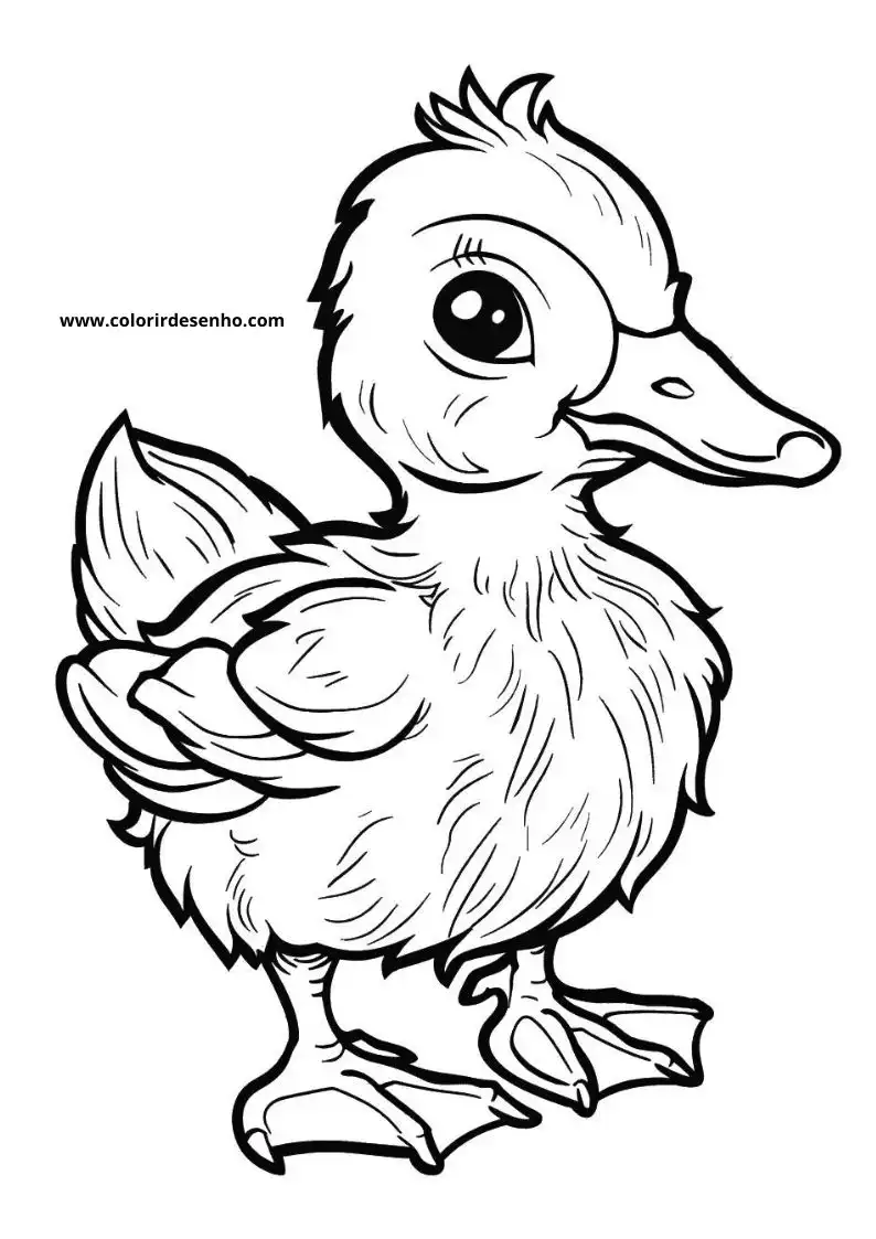 Realistic Duck Coloring Pages 1