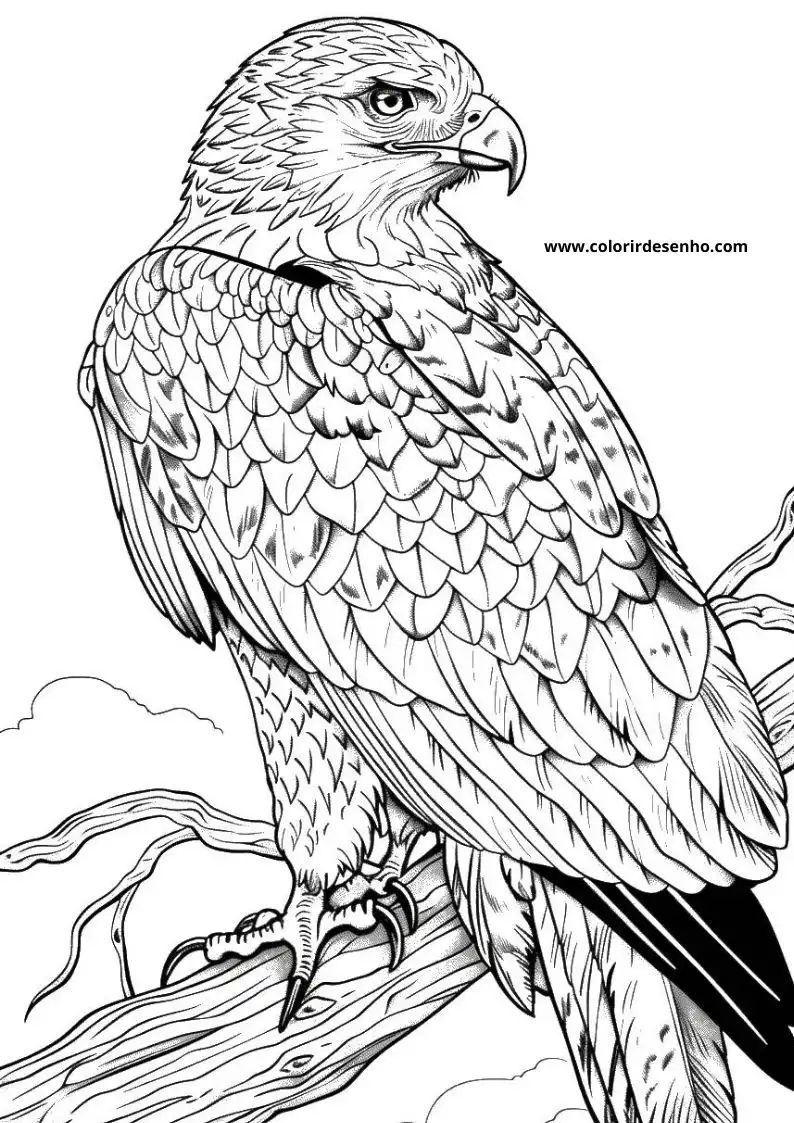 Realistic Hawk Coloring Pages 7