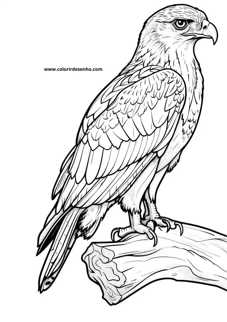 Realistic Hawk Coloring Pages 8