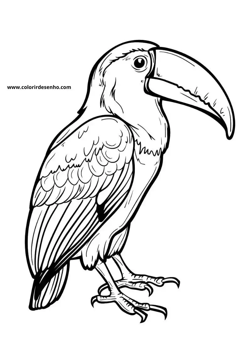 Realistic Toucan Coloring Pages 2