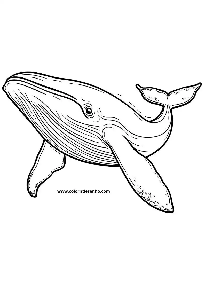 Whale Coloring Pages (139+ Free Printables) 57 Realistic Whale 6253