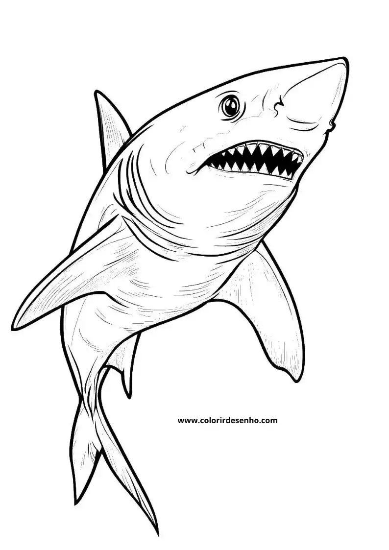 Shark Picture Coloring Pages 1