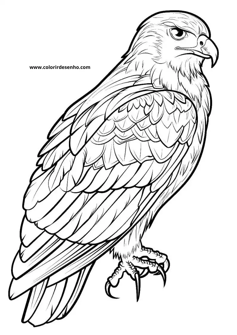 Simple Hawk Coloring Pages 1