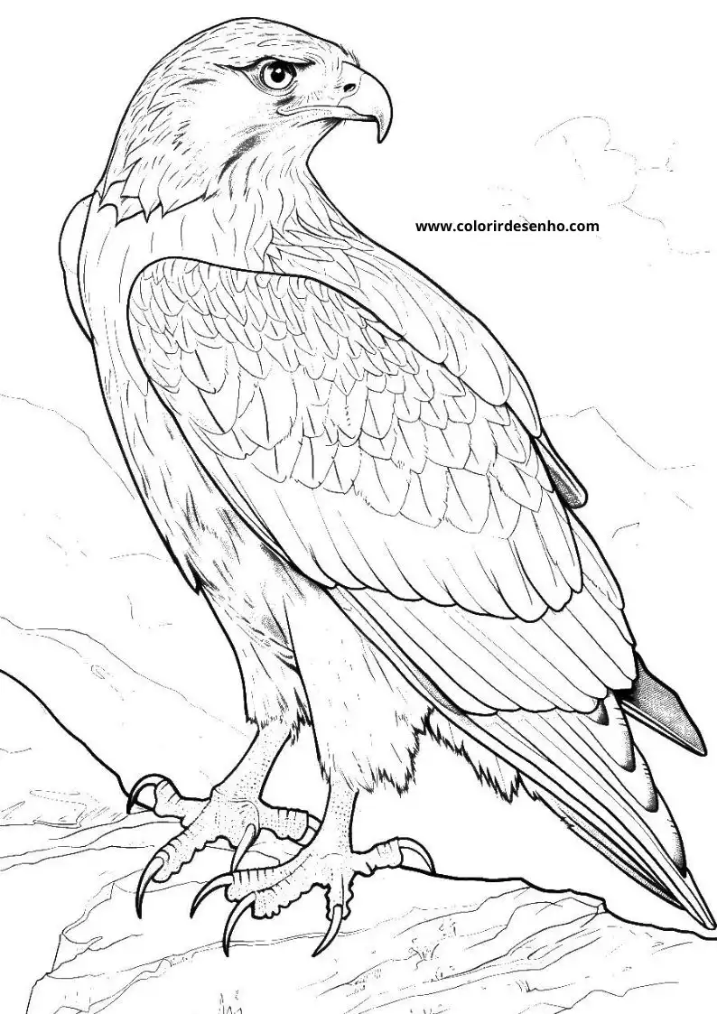 Simple Hawk Coloring Pages 4