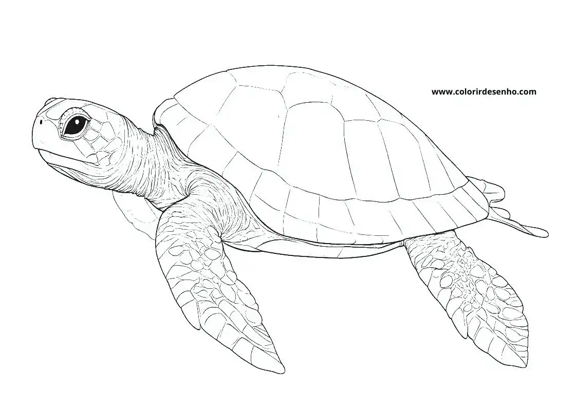 Simple Turtle Coloring Pages 6