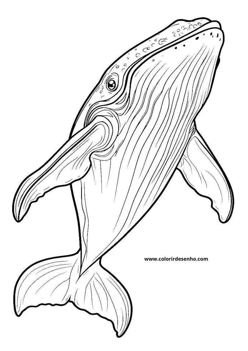 Whale Coloring Pages (139+ Free Printables) 64 Simple Whale 6246