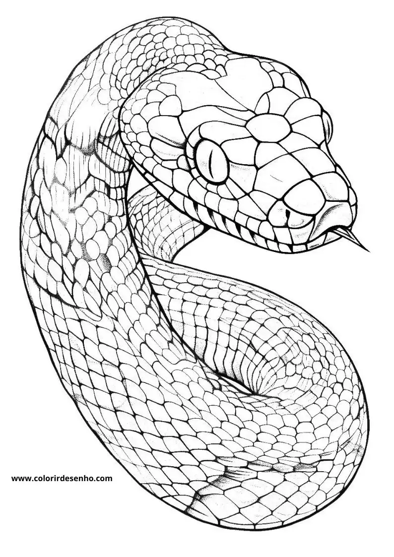 Snake Coloring Pages 2