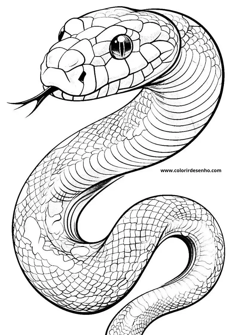 Snake Coloring Pages 4