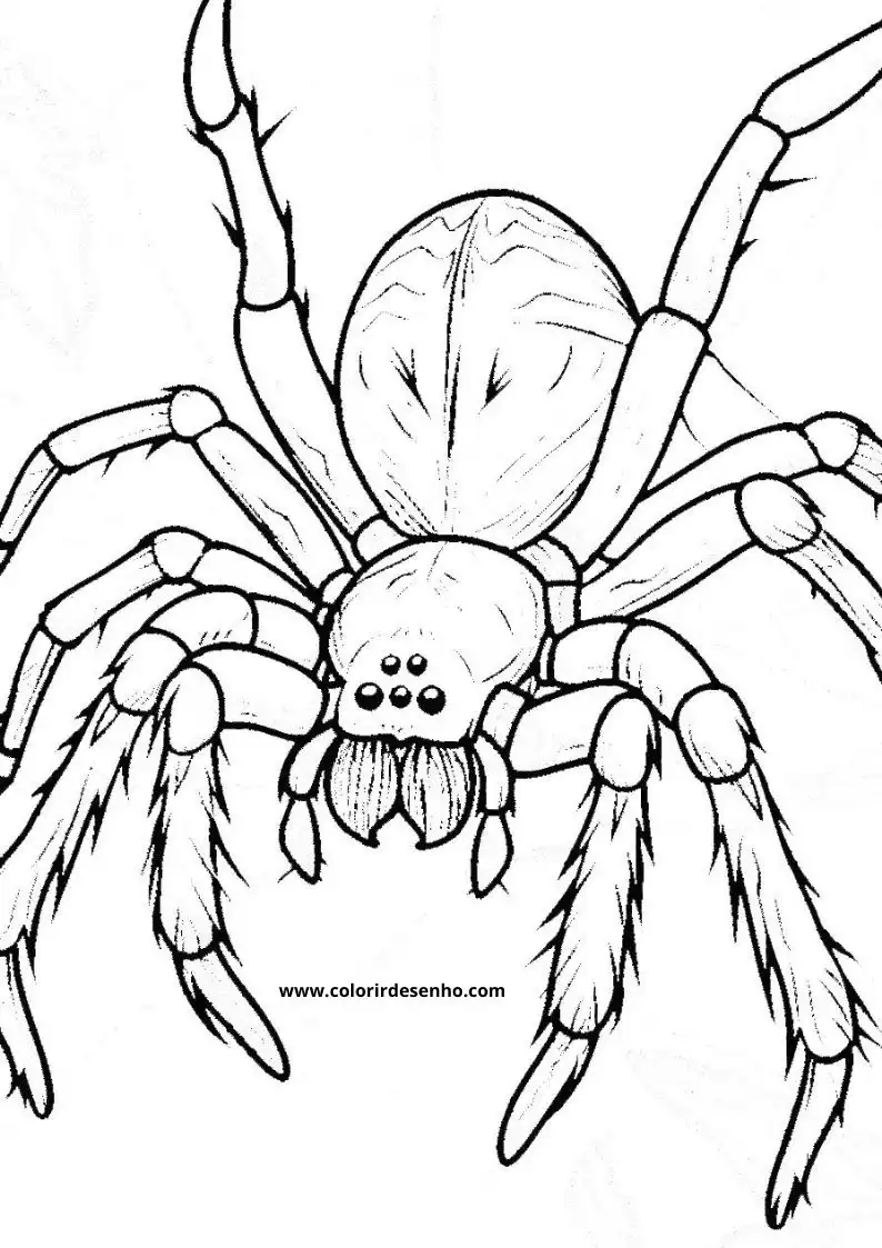 Spider Coloring Sheet 7