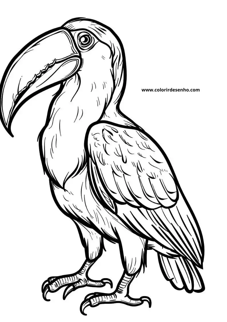 Toucan Coloring Pages 1