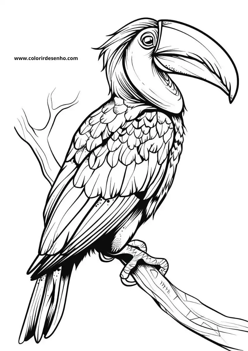 Toucan Coloring Pages For Kids And Adults 3