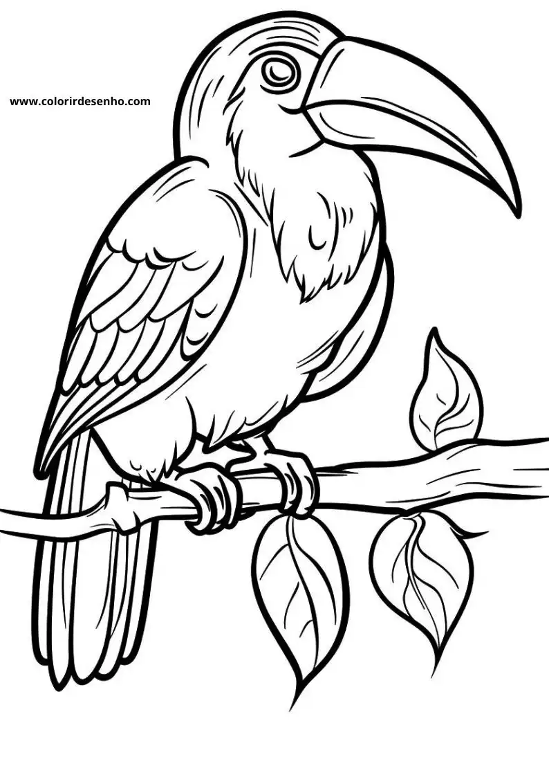 Toucan Free Printable Coloring Pages 3