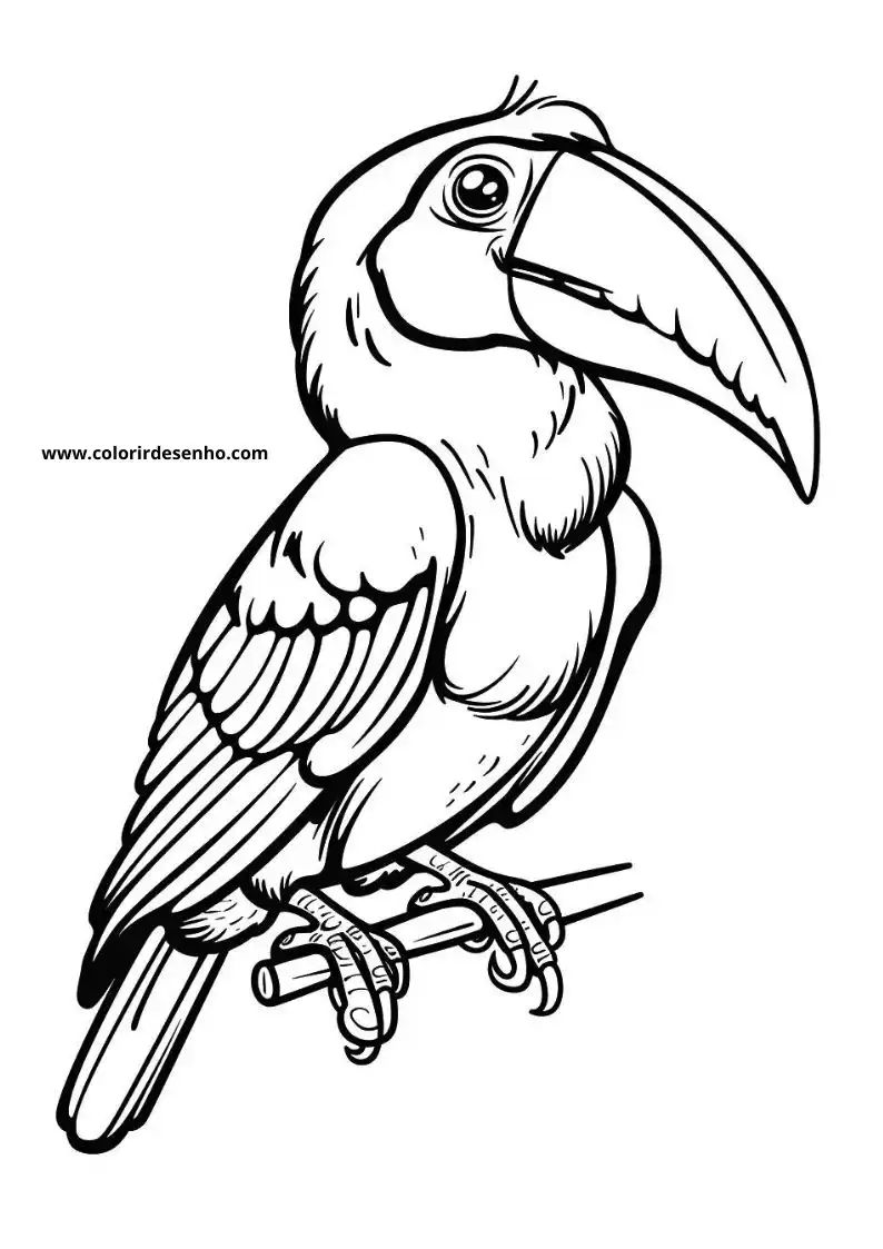 Toucan Picture Coloring Pages 3
