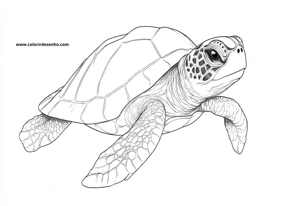Turtle Coloring Page Outline 6