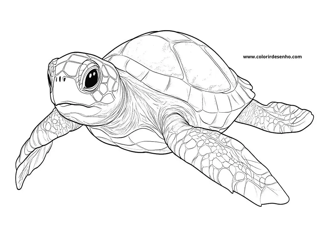 Turtle Free Printable Coloring Pages 1