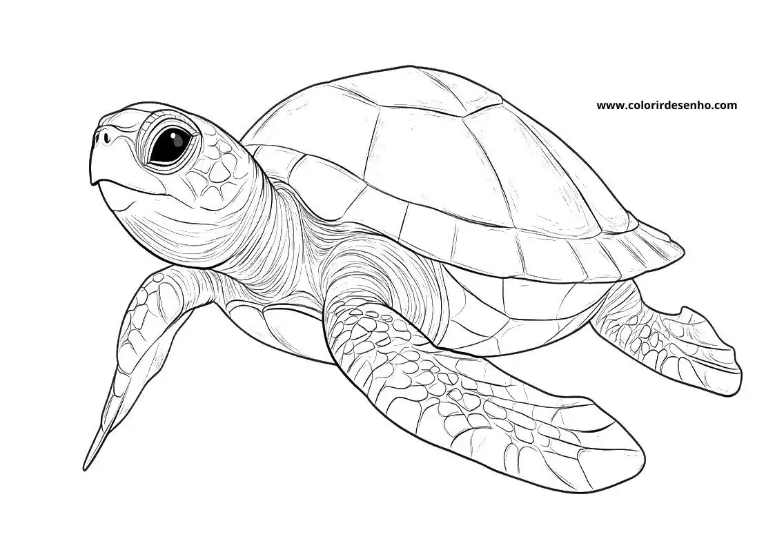 Turtle Picture Coloring Pages 2