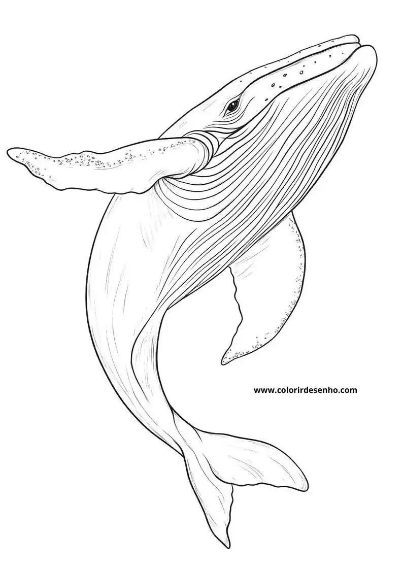 Whale Coloring Pages (139+ Free Printables) 82 Whale 6228