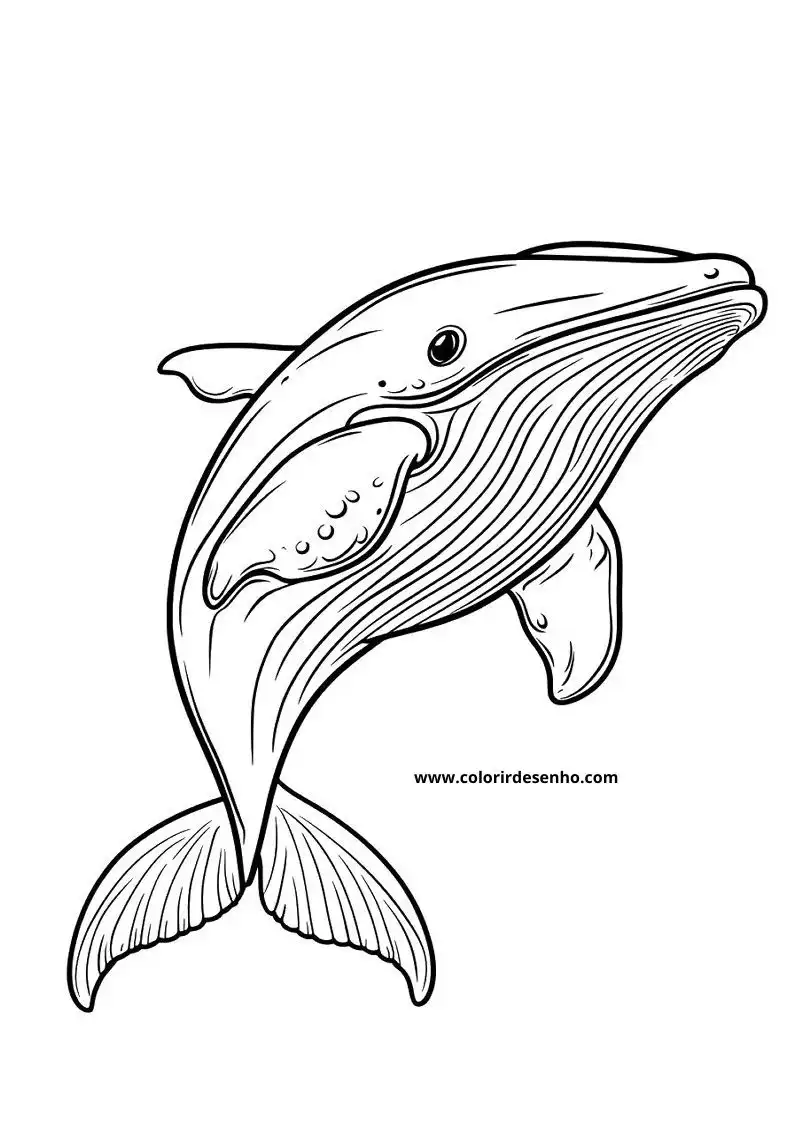 Whale Coloring Pages (139+ Free Printables) 23 Whale 6287