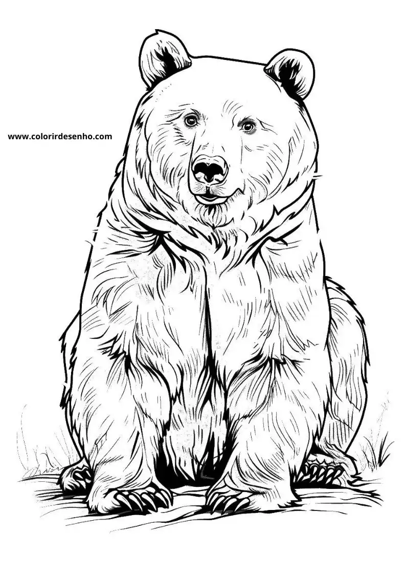 bear standing upright in grassy field