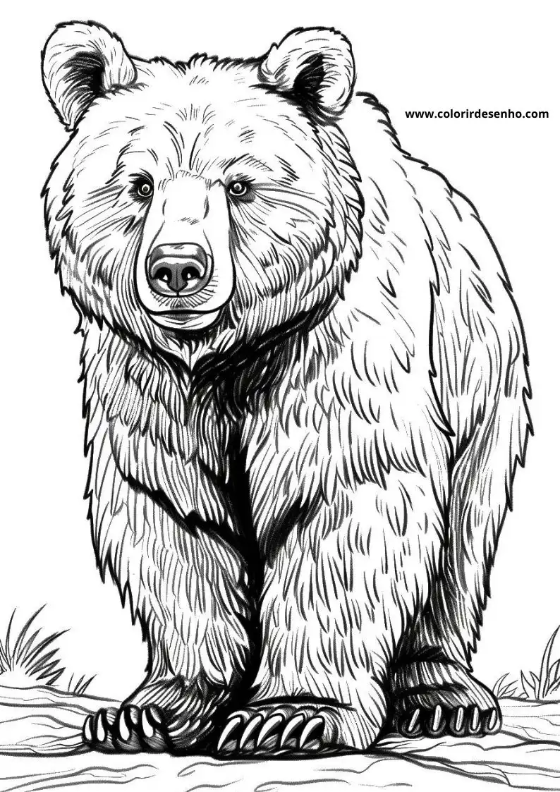 bear standing upright on two legs in a grassy field