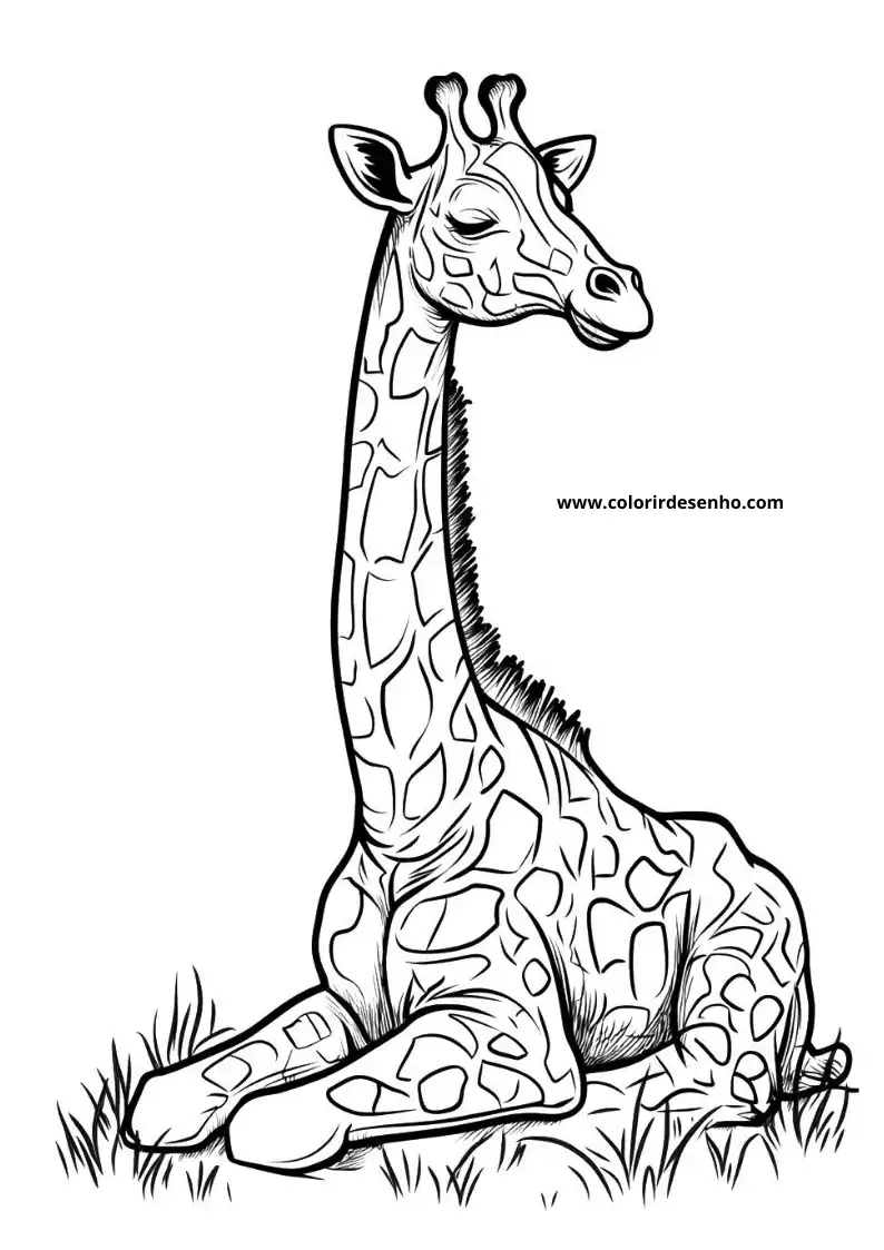 giraffe sitting on grass in a field