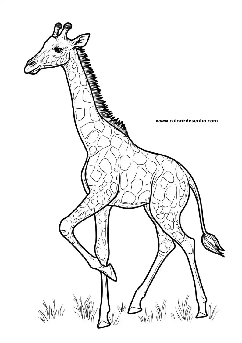 giraffe standing in grassland