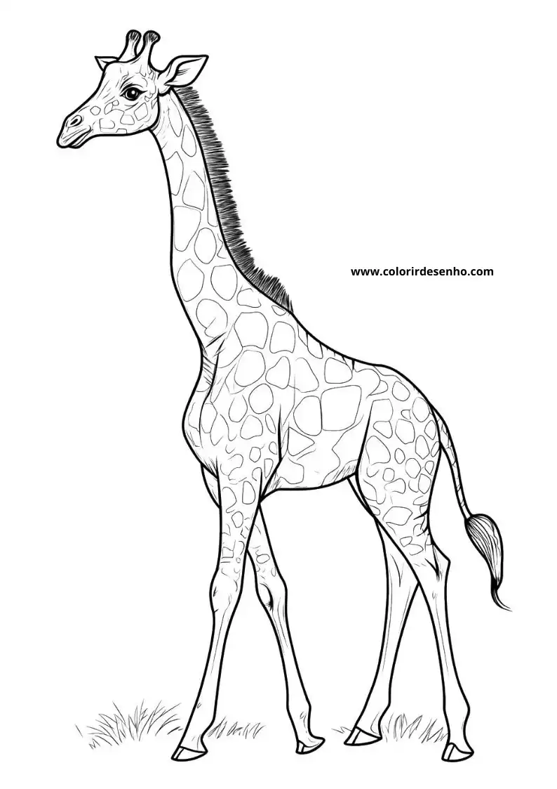 giraffe standing tall with head slightly tilted to the side in grassy field