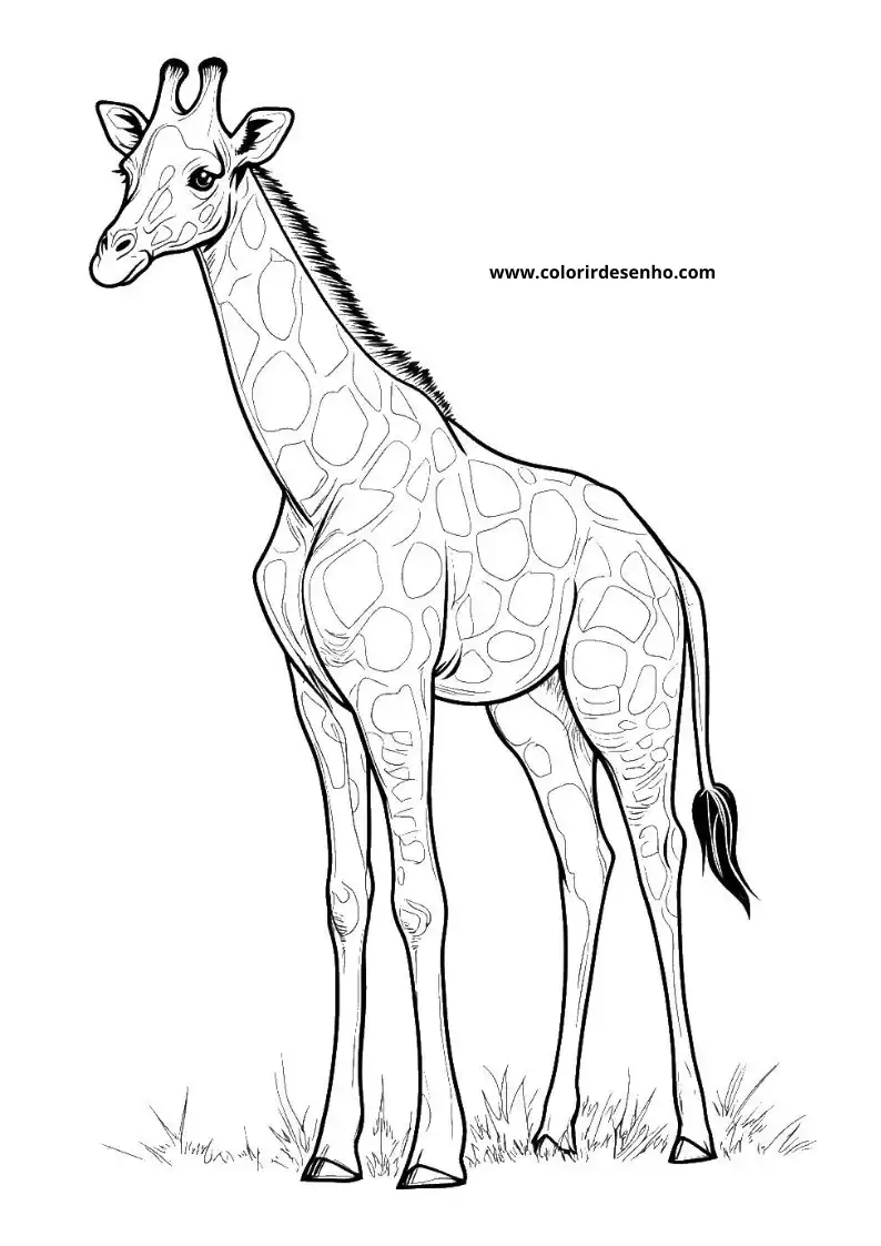 giraffe standing tall with long neck and spotted body against simple backdrop