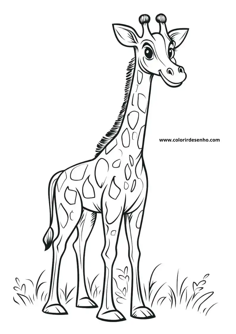 giraffe standing tall with patterned coat short mane and friendly expression against plain background