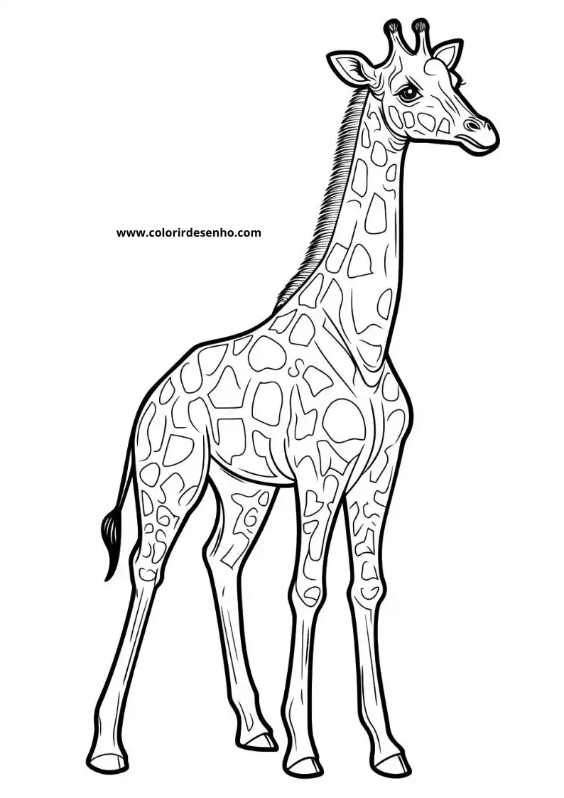 giraffe standing upright in a clear setting